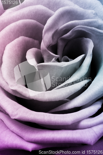 Image of multicolor rose