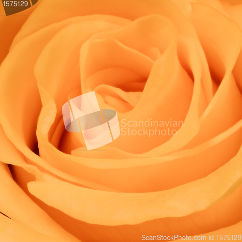 Image of orange rose close up