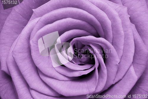 Image of violet rose