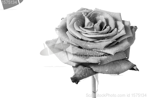 Image of white rose