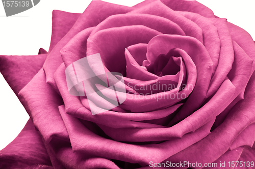 Image of pink rose