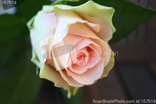 Image of Close up of wonderful pink rose