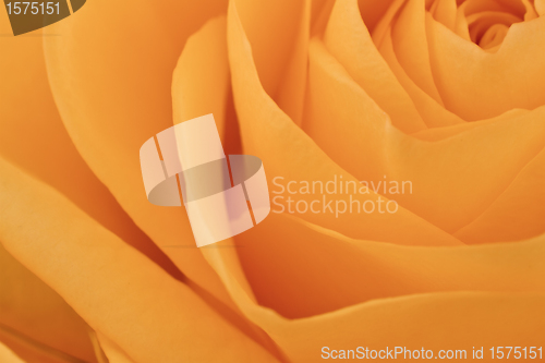 Image of orange rose macro