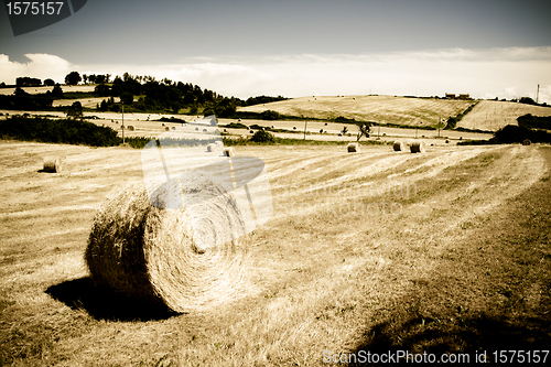 Image of Typical Tuscan landscape