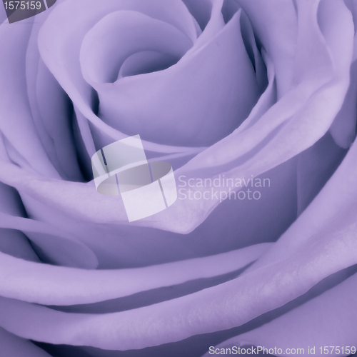 Image of violet rose close up