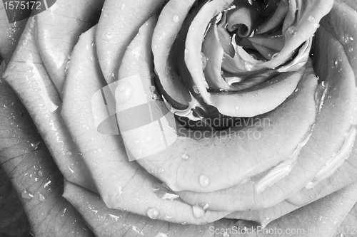Image of white rose