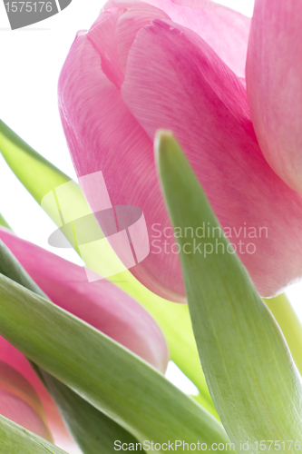 Image of pink tulips