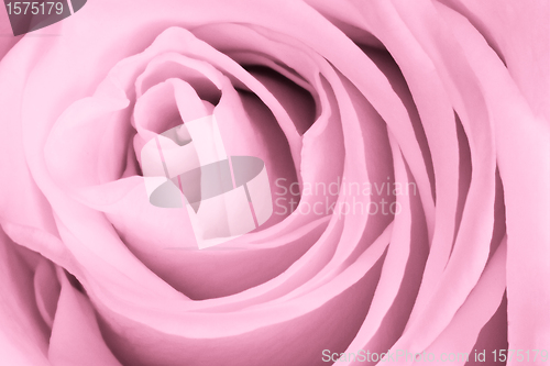 Image of pink rose close up
