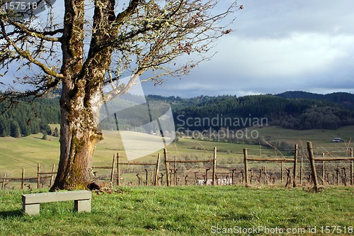 Image of Cloudy Day in Vineyard