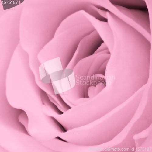 Image of pink rose close up