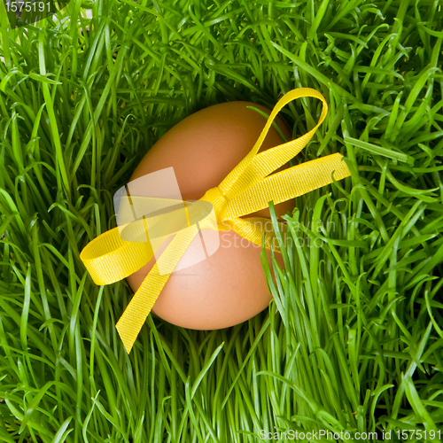 Image of easter egg and grass