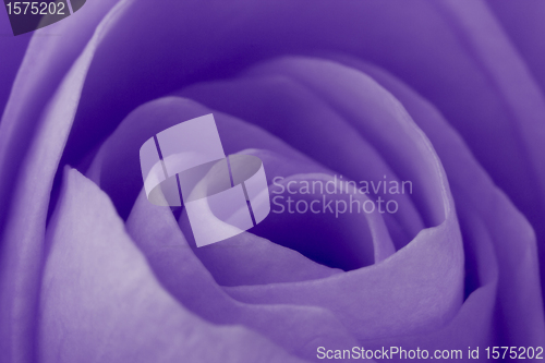 Image of violet rose macro