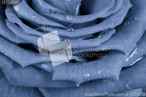 Image of blue rose