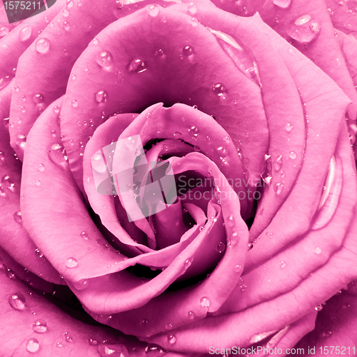 Image of pink rose