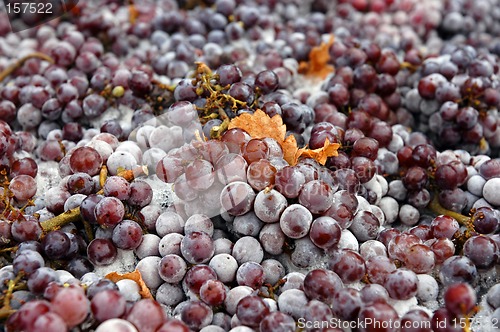 Image of Frozen Pinot Gris