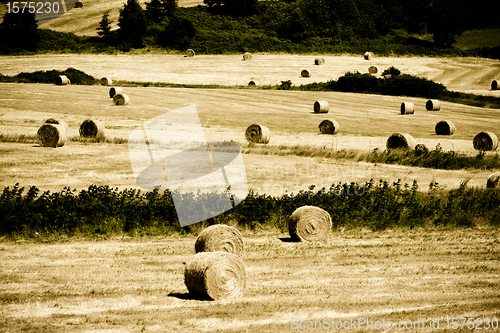 Image of Typical Tuscan landscape