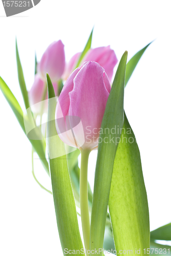 Image of pink tulips