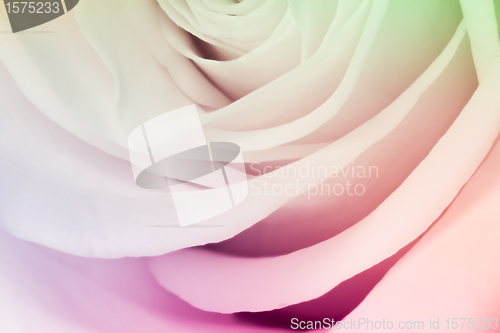 Image of multicolor rose