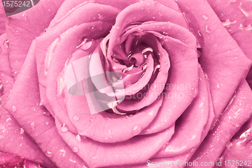 Image of pink rose