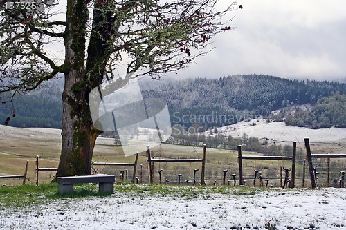 Image of Winter Vineyard