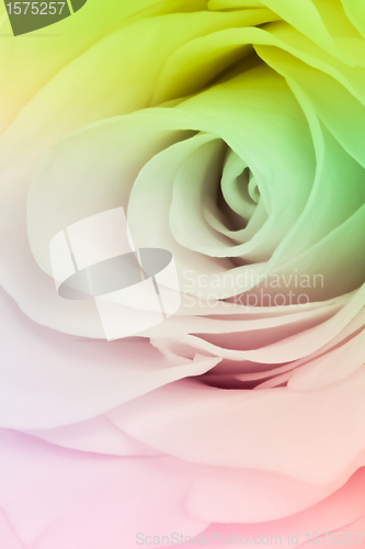 Image of multicolor rose