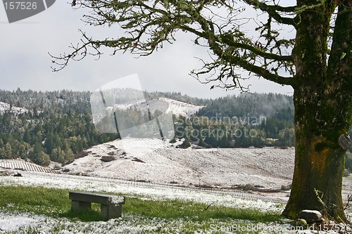 Image of Winter Vineyard