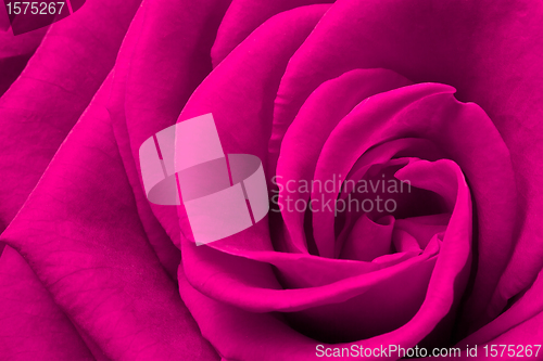 Image of pink rose