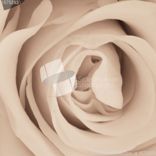 Image of white rose close up