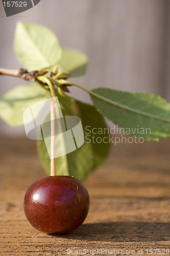 Image of Garden cherry