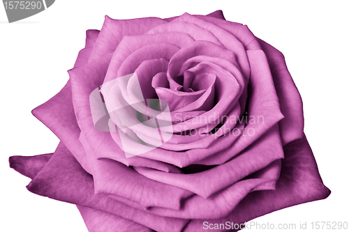 Image of pink rose