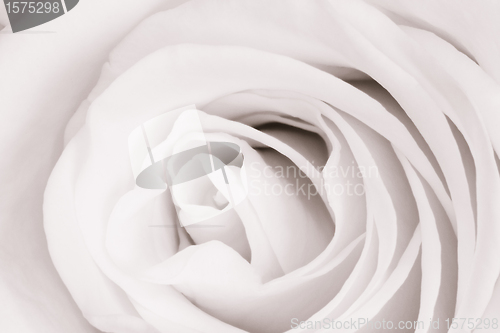 Image of white rose close up