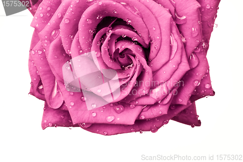 Image of pink rose