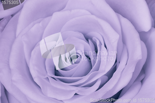 Image of violet rose close up