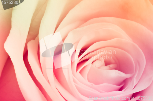 Image of multicolor rose