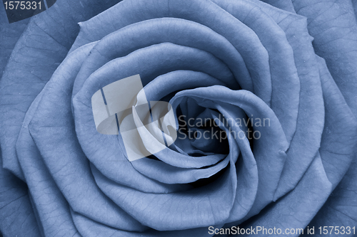 Image of blue rose