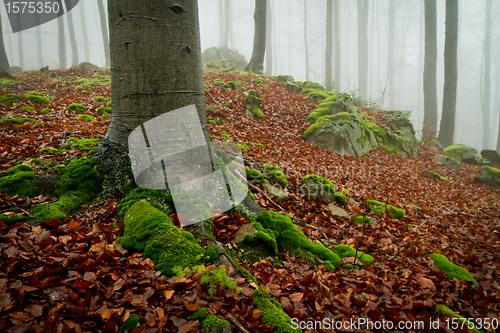 Image of misty forest