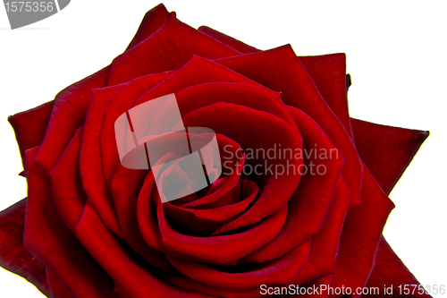 Image of red rose