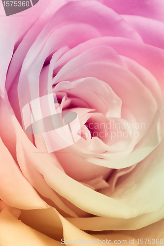 Image of multicolor rose