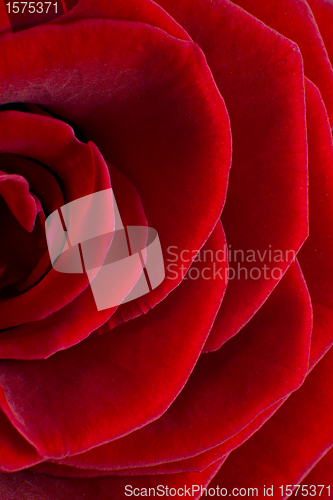 Image of red rose