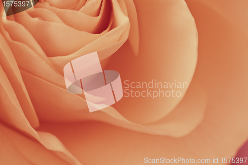 Image of orange rose macro