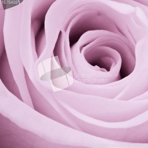 Image of violet rose close up