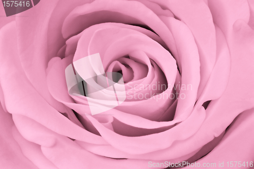 Image of pink rose close up