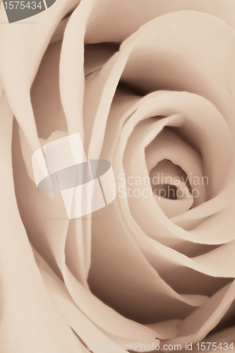 Image of white rose close up