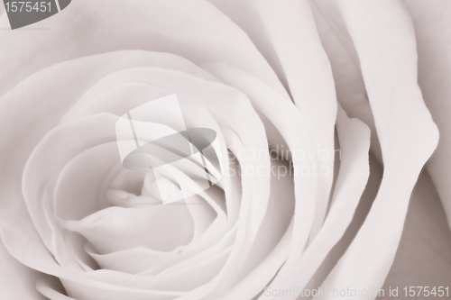 Image of white rose close up