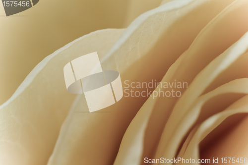 Image of white rose macro