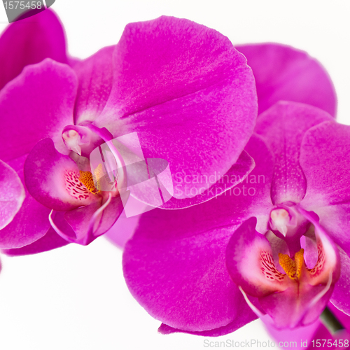 Image of pink orchid