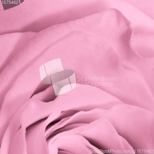 Image of pink rose close up