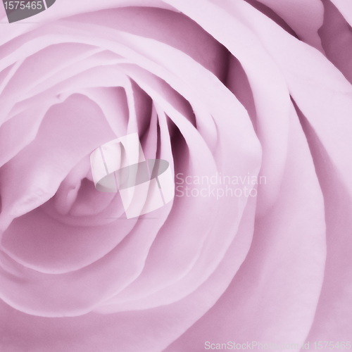 Image of violet rose close up