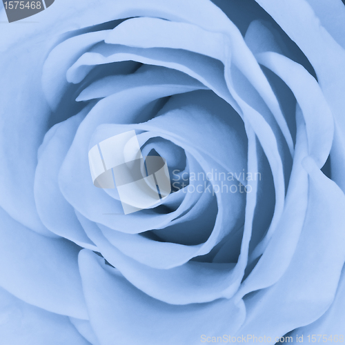 Image of blue rose close up