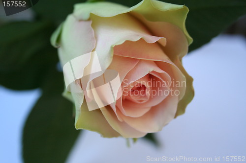 Image of Beautiful pink rose